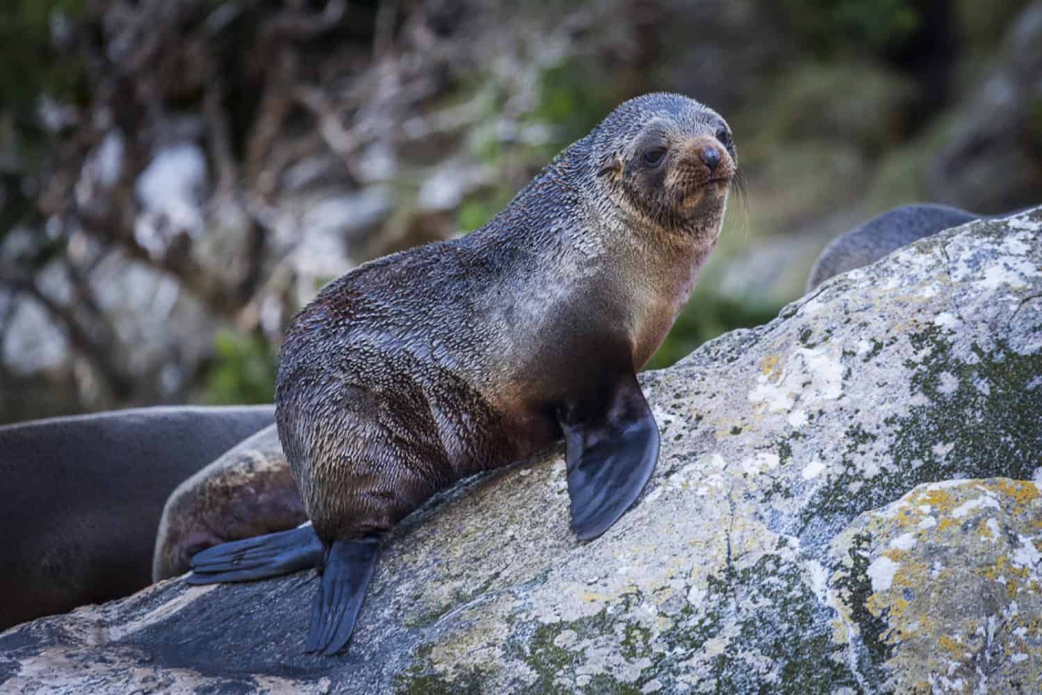 Milford Sound Cruise wildlife seal